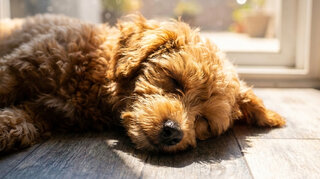 Zehnder_CSY_Overheating_Family_Dog Hund schläft im kühlen Haus