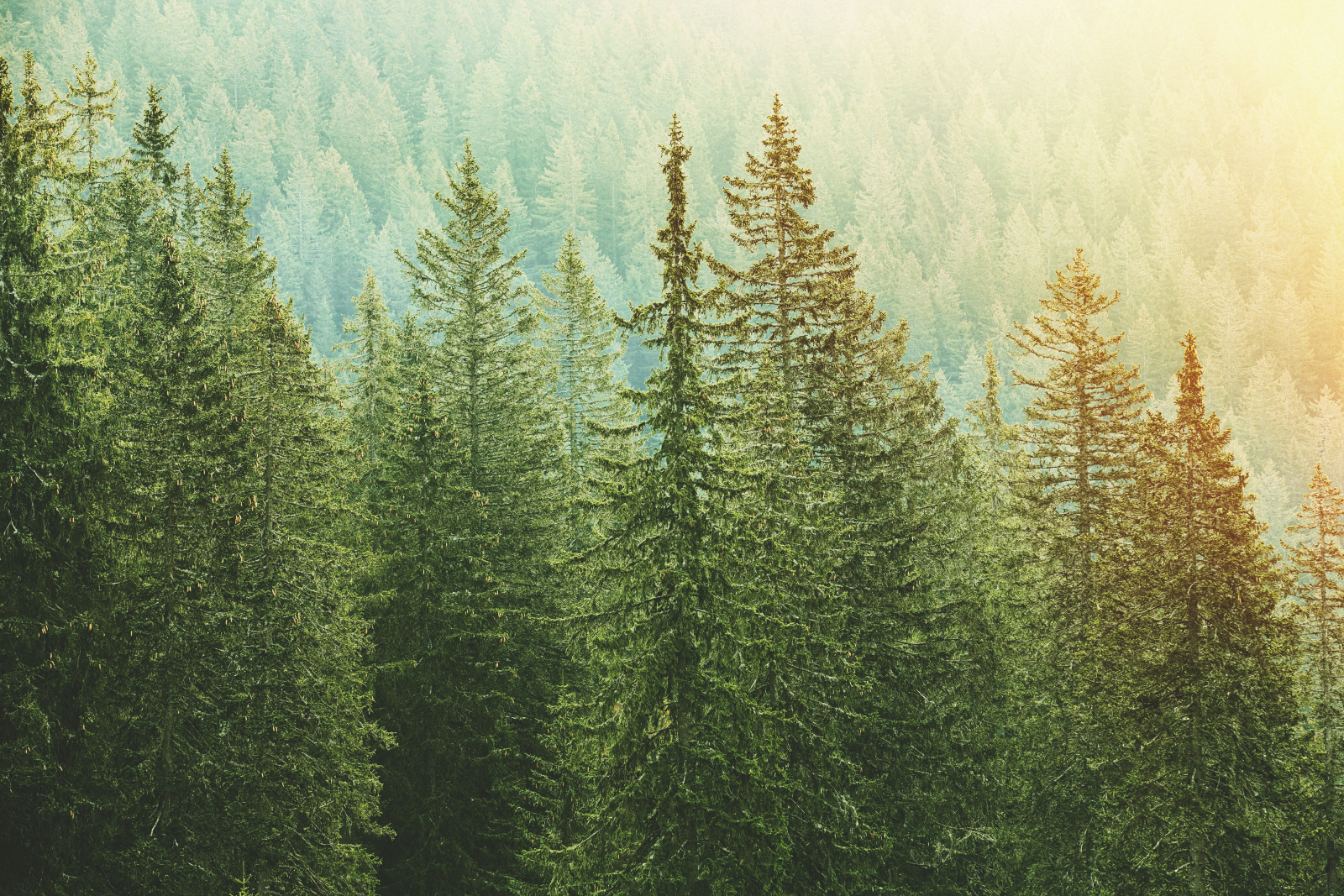 Zehnder_CAS_IMG_Forest_sun_trees